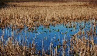 Thomas%20Lake%20wetland%20complex%20(Everett,%20WA)_medium[1].jpg