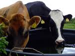 cowsdrinkingblog.jpg