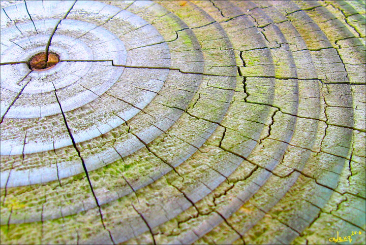 tree_rings.jpg