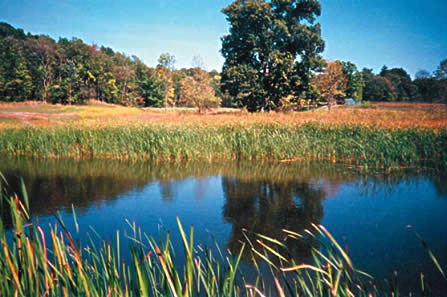 Pretty Wetlands