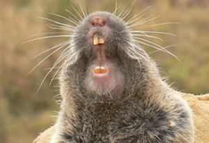 gopher